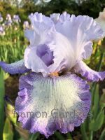 Iris Acoma